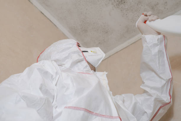 Best Specialized Mold Remediation in Ansted, WV